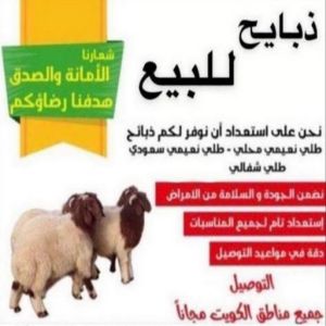 1676441160368 قصاب - قصاب متنقل - بالكويت 65942811 - ذبايح - ذبائح الكويت - غنم للبيع - اغنام للبيع - ذبايح للبيع - غنم - سوق غنم - اغنام عربى للبيع - جزار - ذبائح