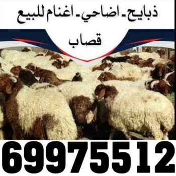 قصاب - قصاب متنقل - بالكويت 65942811 - ذبايح - ذبائح الكويت - غنم للبيع - اغنام للبيع - ذبايح للبيع - غنم - سوق غنم - اغنام عربى للبيع - جزار - ذبائح
