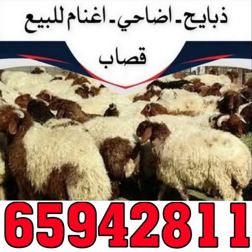 ذبايح - ذبايح للبيع - توصيل ذبايح - بنغالي امير 📞 65942811 - ذبائح - غنم للبيع - اغنام للبيع - اغنام الكويت - غنم - خرفان للبيع - سوق الغنم - قصاب - ذبائح للبيع 1 ذبايح - ذبايح للبيع - توصيل ذبايح - بنغالي امير 📞 65942811 - ذبائح - غنم للبيع - اغنام للبيع - اغنام الكويت - غنم - خرفان للبيع - سوق الغنم - قصاب - ذبائح للبيع