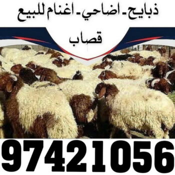 ذبايح للبيع مع قصاب - بالكويت 97421056 - ذبايح للبيع - بيع ذبايح - توصيل ذبايح - قصاب - بيع اضاحي - بيع اغنام - بيع ذبايح الكويت